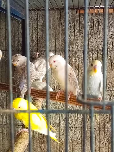 Fellow BudGies