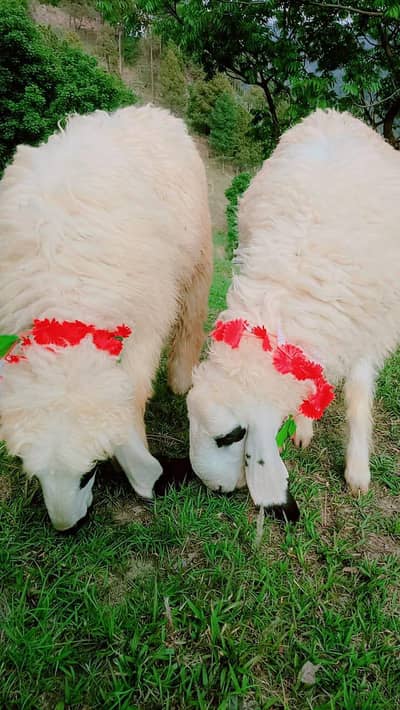 sheep dumbha for sale