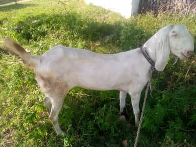 Goat for sale