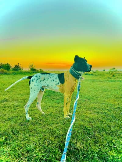 Bully Dog Tiktok famous name rocky_badshah