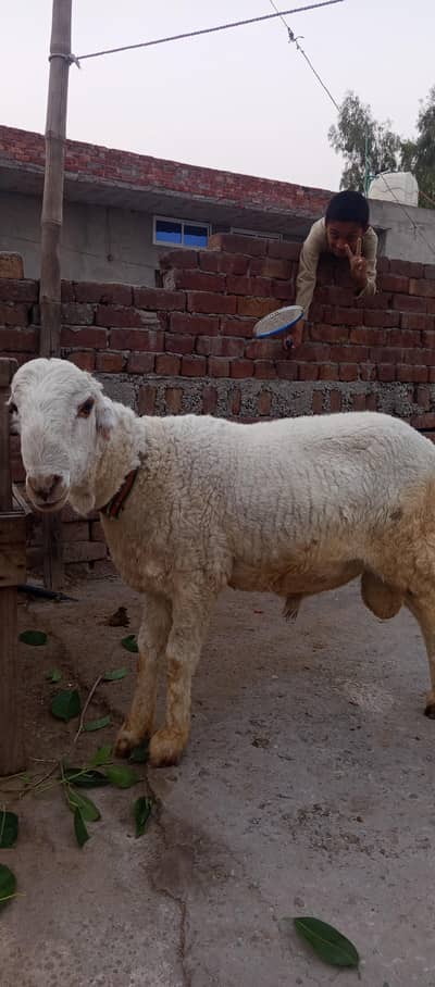mundra chatra