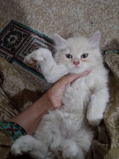 2 month male cat for sell