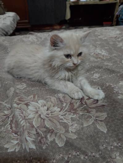 2 month male cat for sell