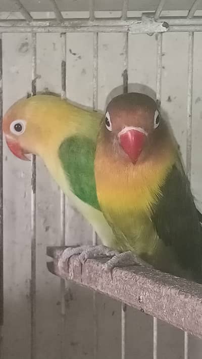 all Breeder pair