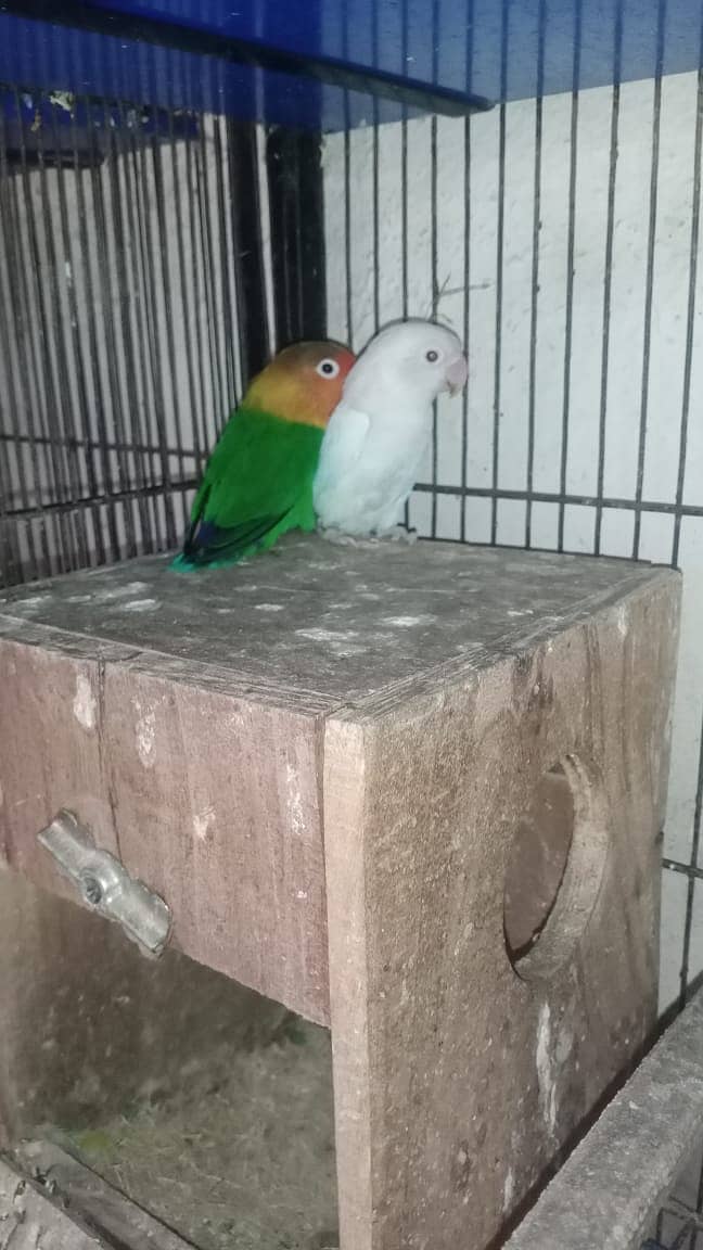 all Breeder pair 1