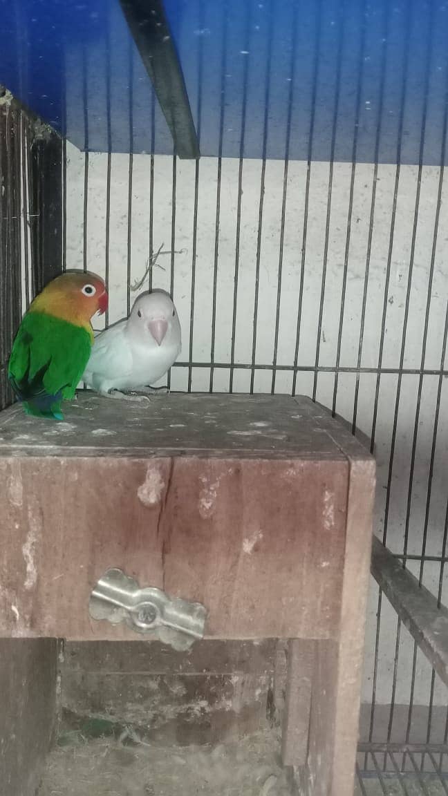 all Breeder pair 2