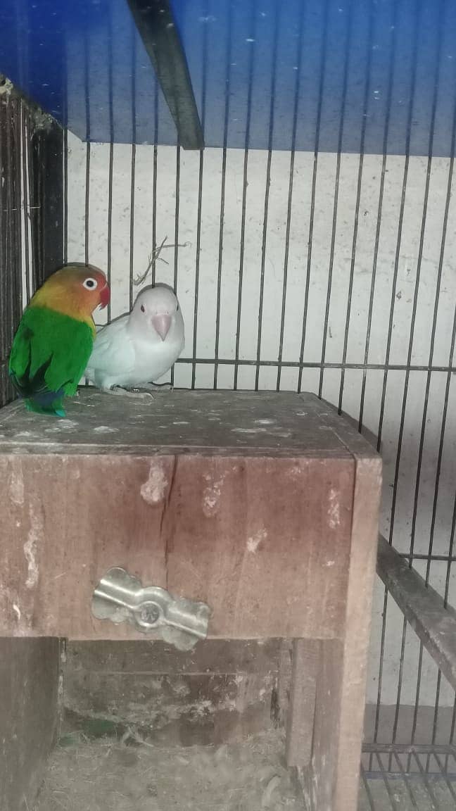 all Breeder pair 4