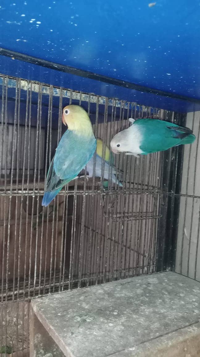 all Breeder pair 5