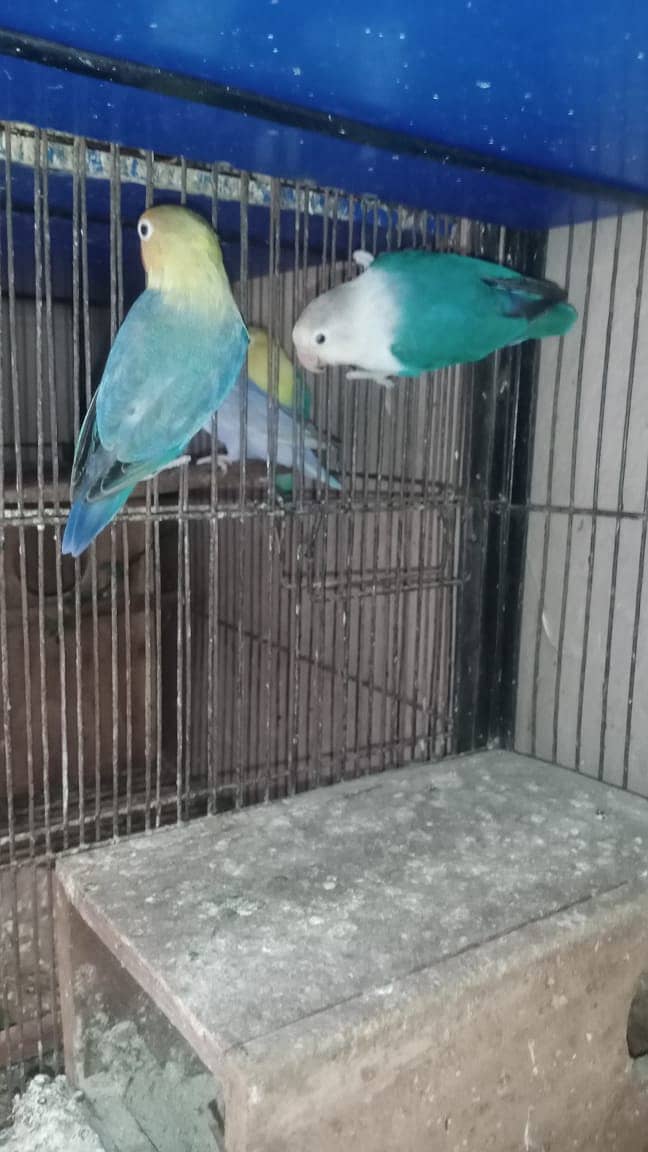 all Breeder pair 6