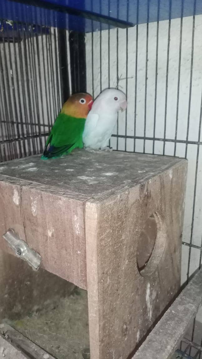 all Breeder pair 7