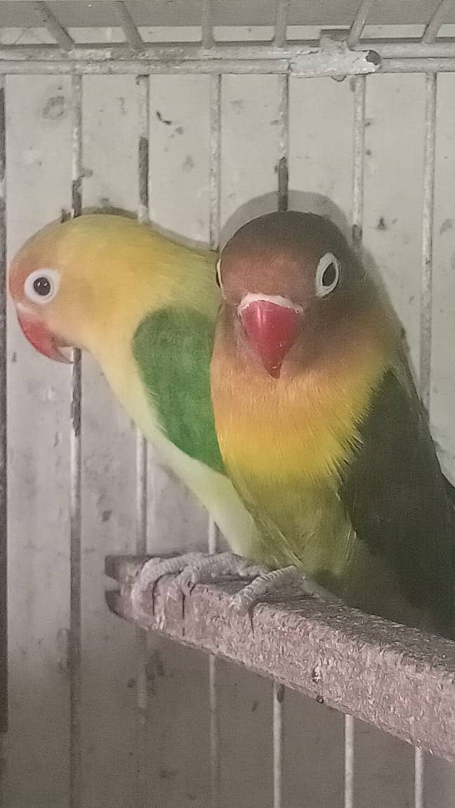 all Breeder pair 8