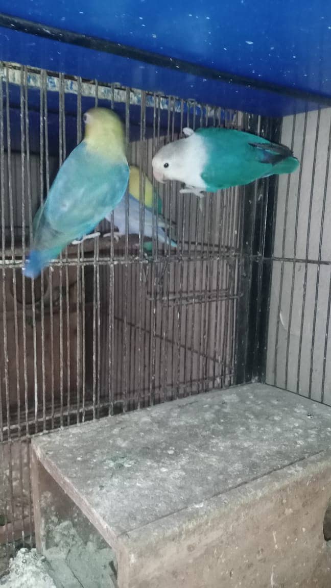 all Breeder pair 9