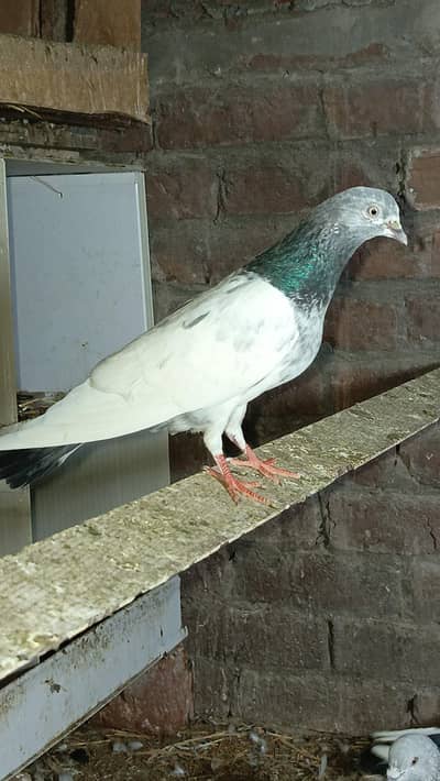 high flying pegion for sell