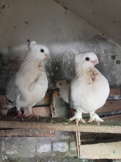 breader sentinent pigeon 4 sale