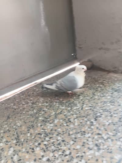 breader sentinent pigeon 4 sale