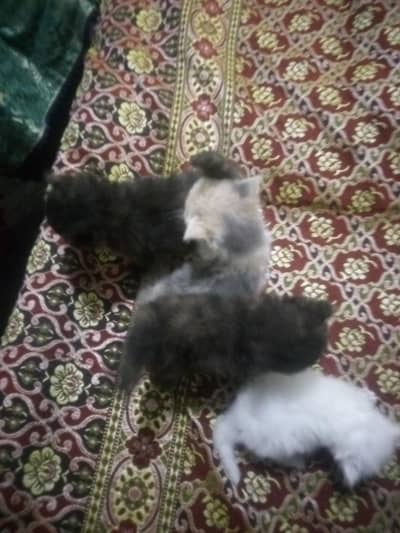Russian Cats