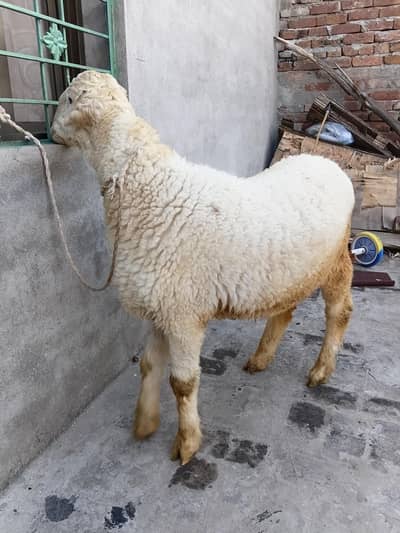 Mundra Chatra