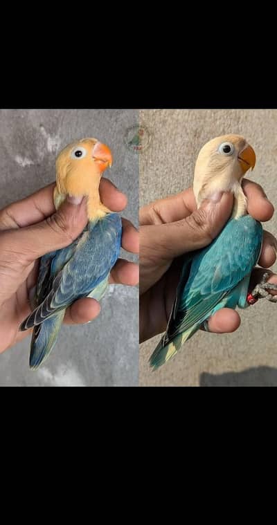 lovebirds pair breeder 3 bachy sath hein