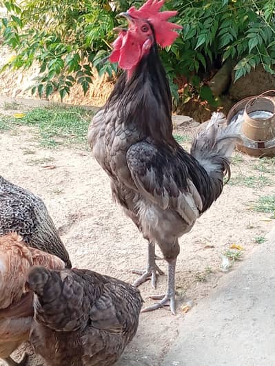 Desi Murgha | Rooster | Murgha | Hen