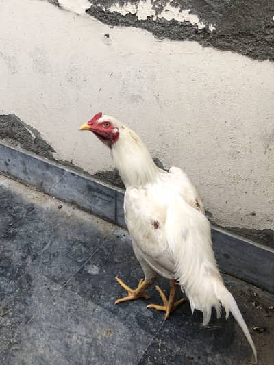 Aseel murgha and hen available