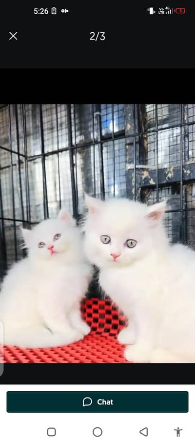 Persian cat for sale male or female WhatsApp number03314372136