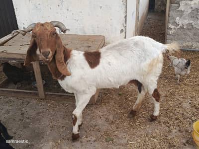 Beautiful Home-Raised Goats | 1 Adult Female & 2 Female Kids