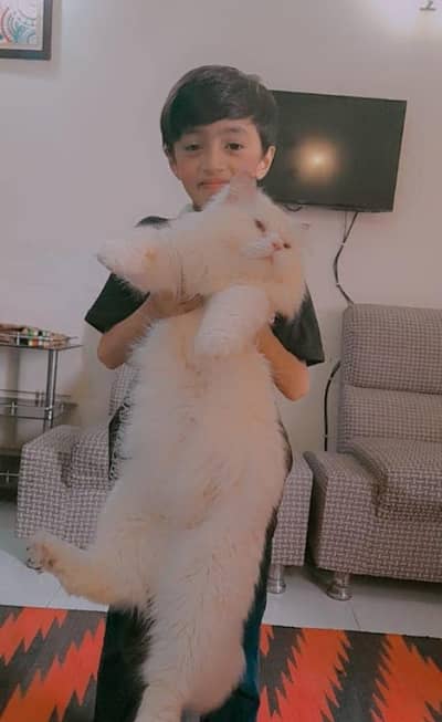 male cat for mating