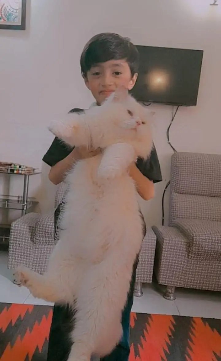 male cat for mating