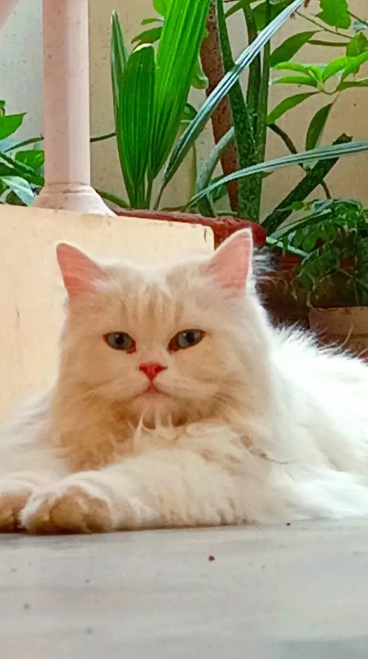 male cat for mating — photo 2