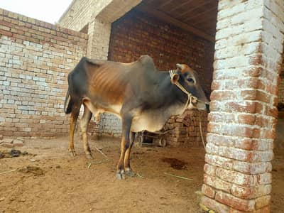 Qurbani Animal  For Sale [2 dant]