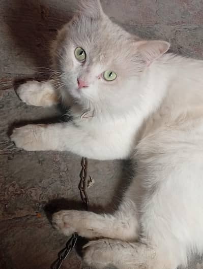 Persian Cat Sea Green Eyes