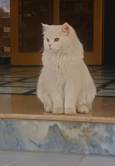 White persian cat triple coted