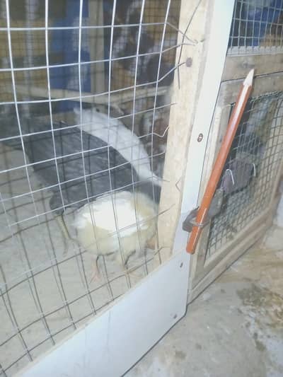 chicks for sale