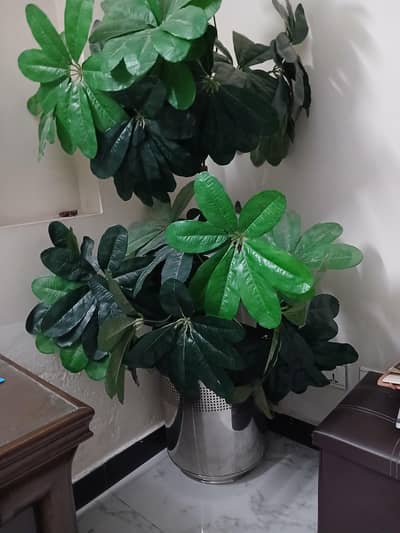 1 INDOOR PLANT WITH PLANTER.