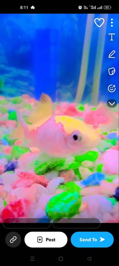 fish aquarium