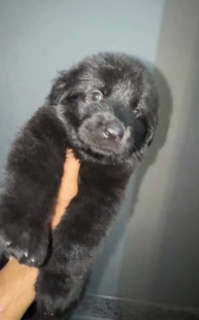 Puppy dog Belgium Shepherd