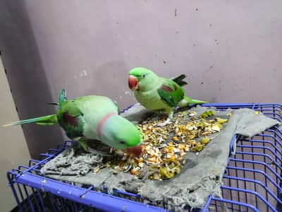 Mountain Parakeet (Pahari Totey) Jodi for sale