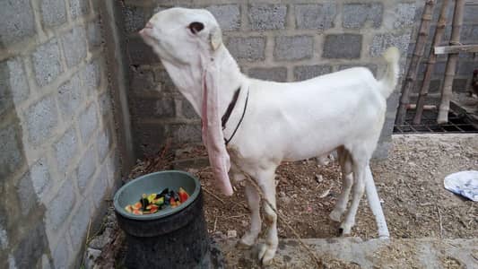 Gulabi Goat | Goat | Bakra Breader | Andoo | 2 Dant|