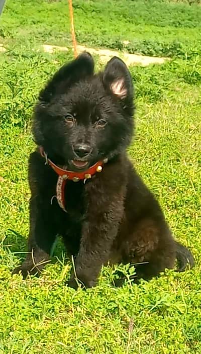 Black German shepherd | Puppy | GSD | Dog for sale | Long coat