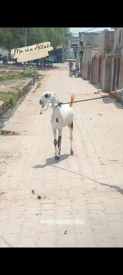 Qurbani Special Mota Taza Bakra