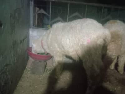 chatra for sale mundra