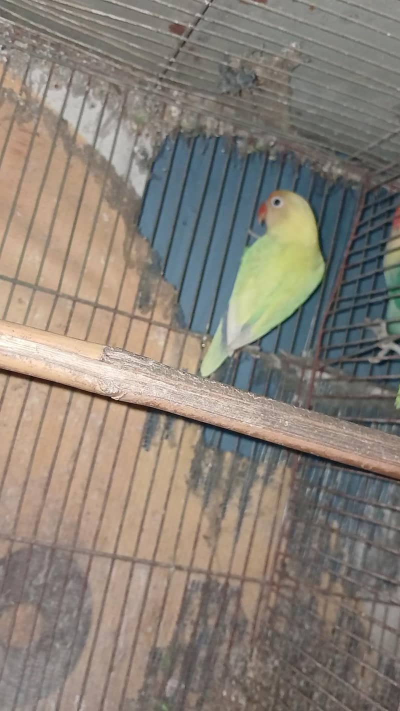 breeder pair 0