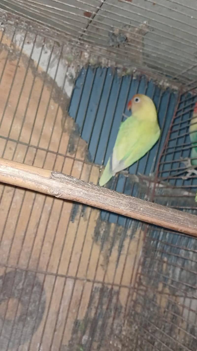 breeder pair 1