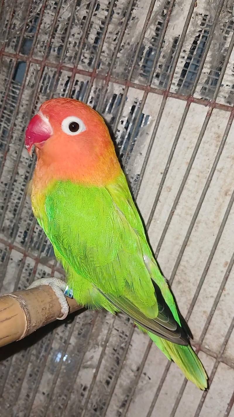 breeder pair 4