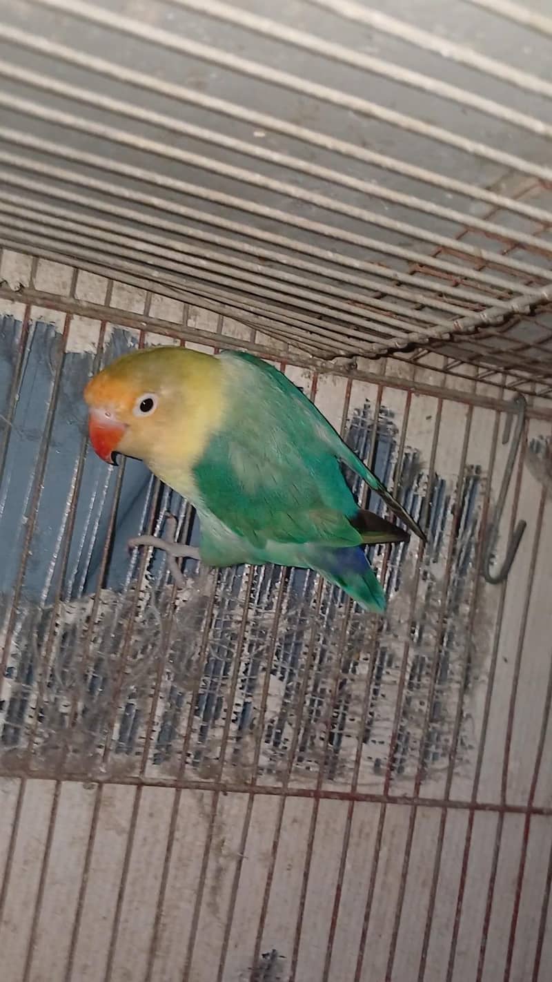 breeder pair 6