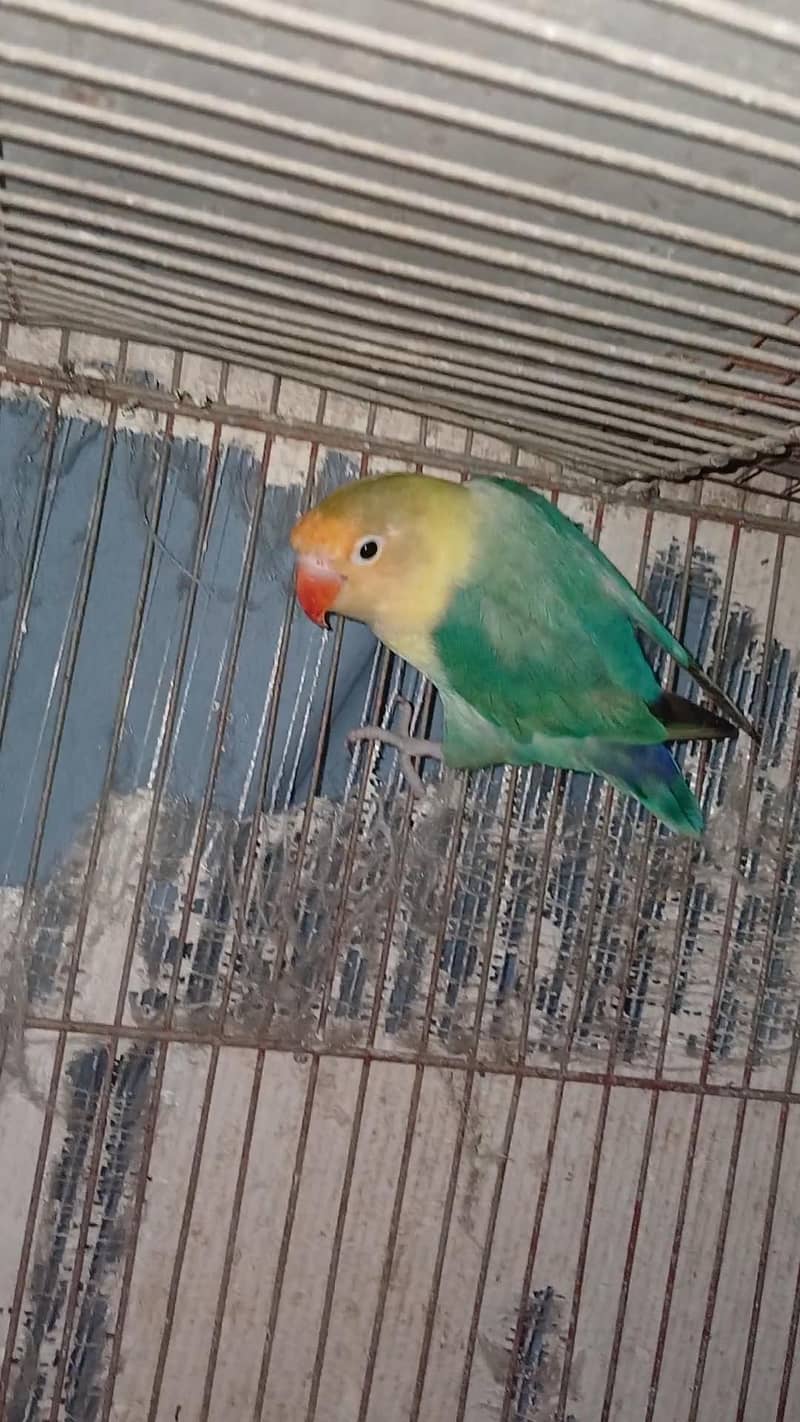 breeder pair 7