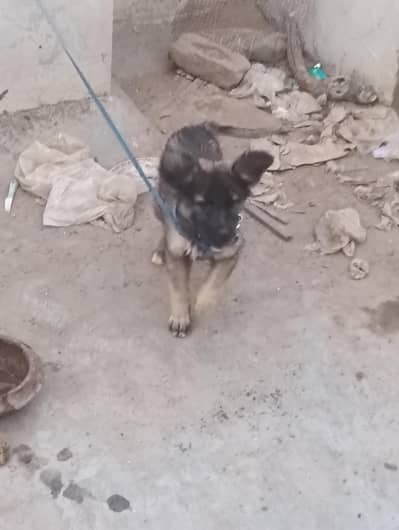 puppy for sale