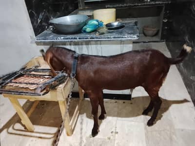 2 dant khasi bakra