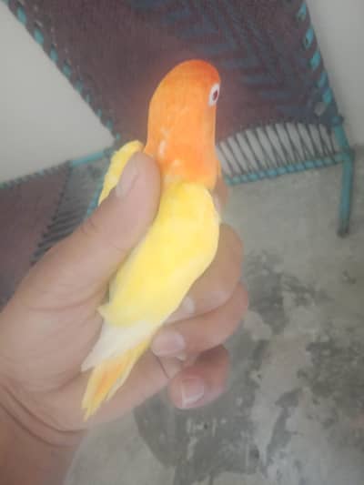 lutino spli opaline mail