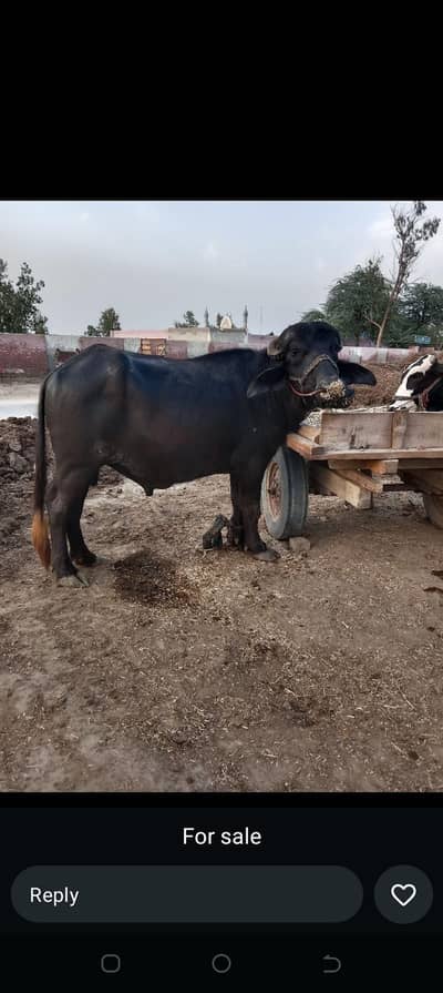 massallah 2salaa choga ktaa bray qurbni-Hornanabad
